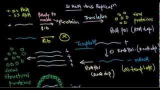 8 Replication of positive stranded RNA virus [upl. by Anoyi]