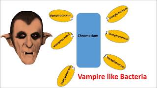 Bacteria behave like vampire [upl. by Cyler]