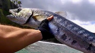 Barracuda Guadeloupe  Pêche Au Leurre [upl. by Devinna915]