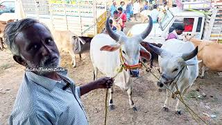 தளவாய் குளம் மாட்டு சந்தை Thalavaikulam mattu santhai thiruvannamalai Villupuram Mattu santhai [upl. by Aleik]