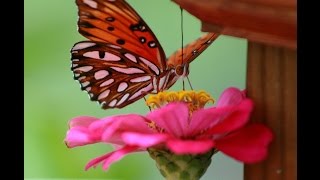 Gulf Fritillary Emerging from Chrysalis [upl. by Gnod]