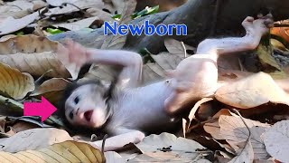 Newborn Baby Climbing Fell Down On The Ground Upside Feet To The Sky Waiting Mom Help [upl. by Aikam]