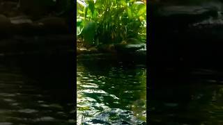 ලස්සන ලෝකයක්🐠🌾💧viralshort water fish happy leisureLink92 [upl. by Herson675]