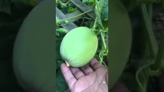 Growing honeydew melons for the first time Timelapse [upl. by Ardnaiek]