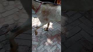 Radial Nerve Paralysis  wrong injection  Second opinion goat goatfarming [upl. by Yonah]