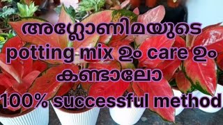 അഗ്ലോണിമയുടെ ഒരു simple potting mix ഉം plant care ഉം കണ്ടാലോ💯 successful methodaglaonema plants [upl. by Roseline31]