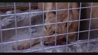 Helly Luv closing down the second worst Zoo in the world Gilkant Zoo Erbil [upl. by Aicemat]