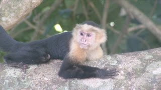 Whitefaced Capuchin Monkeys NARRATED [upl. by Waldman397]