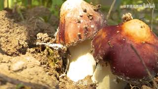 Growing Stropharia officinalis with Bamboo Leaves [upl. by Analaf397]