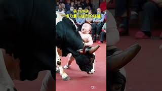 With his innocent smile and unconventional moves the baby bravely challenged the cow The cow als [upl. by Suoirad24]