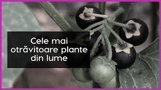 Cele mai otrăvitoare plante din lume [upl. by Donia638]