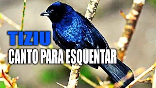 Canto para Esquentar Tiziu Deixe seu Tiziu Esquentado muito com esse canto [upl. by Htes]