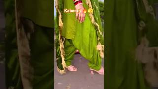 kabootri 🕊️😍 diler kharkiyaDiler kharkiya New SongAnjali Raghav new songlove dil video [upl. by Itirahc]