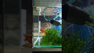 Fishy love fishbreeding killifish youngthug aquarium fishkeeping [upl. by Kirkwood]