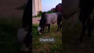 Ongole bullsbeautifulanimal beautifulbull ongolebullsshow bullsnotlife bull [upl. by Areta]