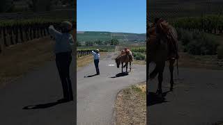 whos a good girl Wrigley besides being beautiful she loves her job cowgirls equestrian [upl. by Riba]