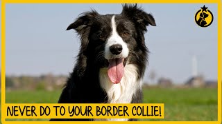 5 Things You Must Never Do to Your Border Collie [upl. by Rozanna]