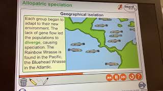 KS5ALEVELBIOLOGYPatterns of inheritance Allopatric speciation [upl. by Lyon]