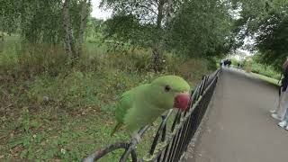 ring necked parakeet in park in London [upl. by Partridge]