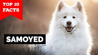 Samoyed  Top 10 Facts [upl. by Wang]