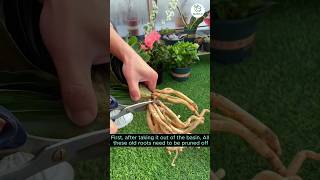 How to grow clivia in a water  Ep02  shorts gardening [upl. by Eltsyrk]