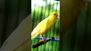 Canaries Singing 02 [upl. by Mccallum]