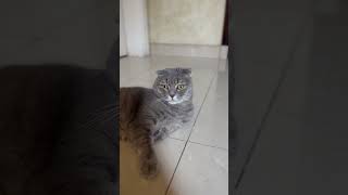 This is a 3 second song youtubeshorts catlover [upl. by Afnin]