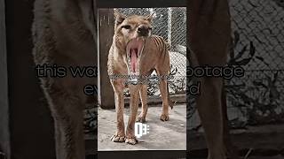 Last footage of “Tasmanian Tiger”  tasmaniantiger wildanimals funfacts shorts [upl. by Nilyarg]