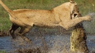 Crocodile kill lion AMAZING VIDEO [upl. by Gnilhsa]