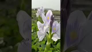 shortvideo wildlifevideography kachuri panaEichhornia crassipesjoldhaka river mindblowing 💕 [upl. by Nairod]