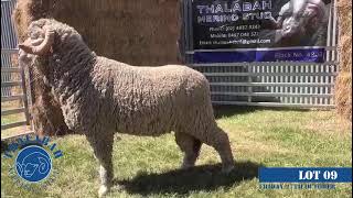 Lot 09  Thalabah Merino Ram Sale 2023 [upl. by Ielhsa]