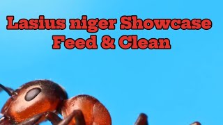 Lasius Niger Showcase Feed amp Clean [upl. by Barrie]