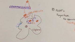 Respuesta Inmune contra Bacterias Intracelulares [upl. by Taggart]