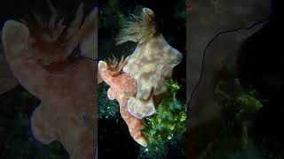 Ceratosoma nudibranch reproducing lembeh scubadiving [upl. by Vona]