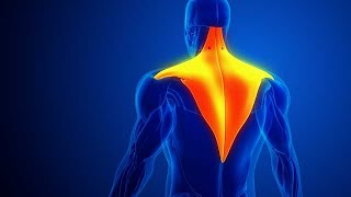 Trapezius Muscle Pain with blue background stock footage  stock video  Cinefootage [upl. by Valtin909]