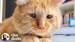 Sad Looking Cat Gets Adopted And Purrs For The First Time Ever  The Dodo [upl. by Enelrahc62]