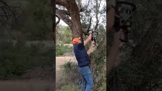 PODA DE RAMAS VERTICALES DEL OLIVO olivertree motosierra nature chainsaw olivo [upl. by Burner77]