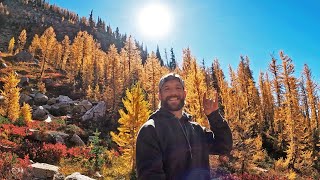 Golden Larches in the North Cascades  Cutthroat Pass  PNW  nature [upl. by Sunil881]