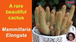 A rare beautiful cactus Mammillaria Elongata [upl. by Ayian]