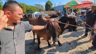 buscando buelles en el tiangue de San Rafael cedros [upl. by Eppie]