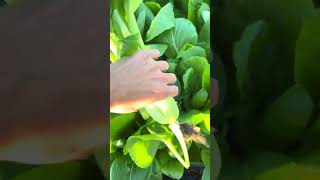 110 Harvest Bokchoy organicgardening gardentime backyardgarden gardening vegetables shortvideo [upl. by Teddy796]