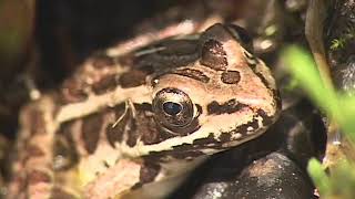 Pickerel Frog [upl. by Akirdnahs]