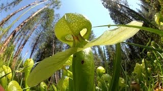 Predatory Plants Lure of the Cobra Lily [upl. by Donoho]