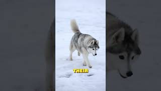 The Amazing Endurance of Siberian Huskies siberianhusky doglovers amazinganimals [upl. by Cheston335]