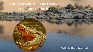 Nile Crocodiles The Ultimate River Predators [upl. by Nahgeem]