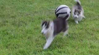 Pomsky Puppies for Sale [upl. by Lundt564]