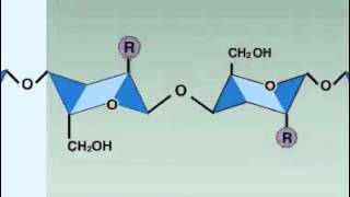 Respiration Gas Exchange [upl. by Ardnuahsal]