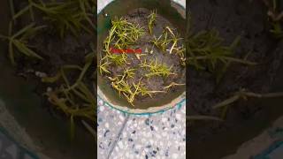 Portulaca propagation💐shortvideo😎 shortfeed viralshort trandingviral song shortyoutubeviral [upl. by Roanna]