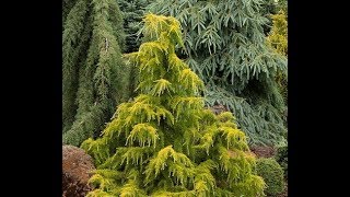 Conifers in the GardenGarden Style nw [upl. by Amedeo305]