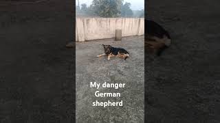 My aggressive German shepherd [upl. by Nesmat]